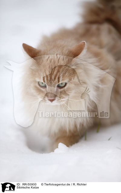 Sibirische Katze / RR-50900