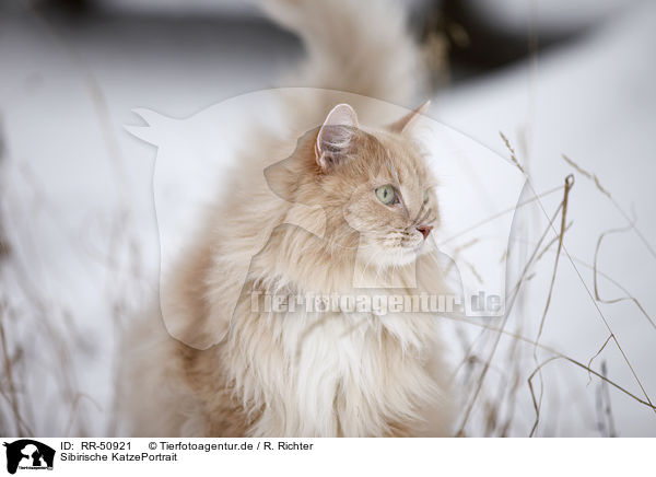 Sibirische KatzePortrait / RR-50921