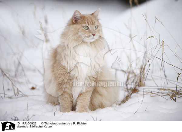 sitzende Sibirische Katze / sitting Siberian Cat / RR-50922