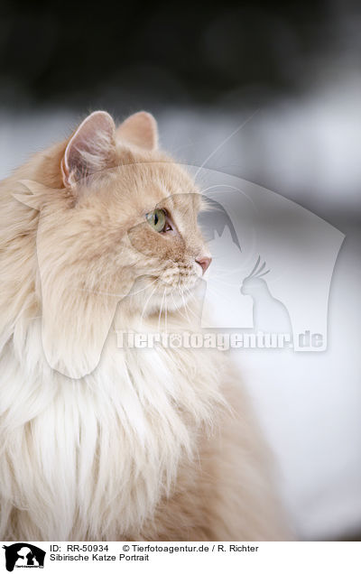 Sibirische Katze Portrait / RR-50934
