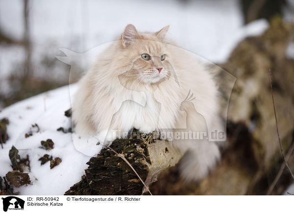Sibirische Katze / RR-50942