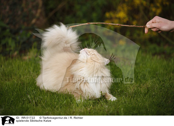 spielende Sibirische Katze / RR-51722