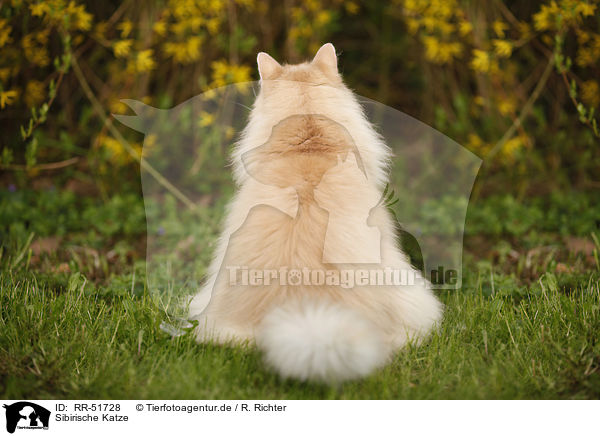 Sibirische Katze / RR-51728