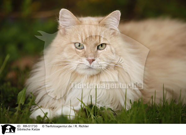 Sibirische Katze / Siberian Forest Cat / RR-51730
