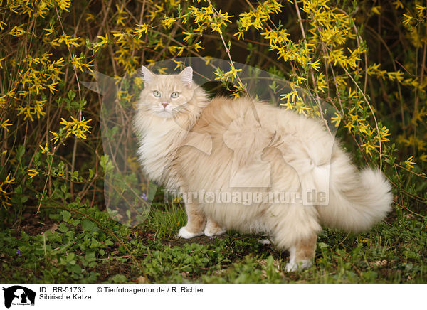 Sibirische Katze / RR-51735