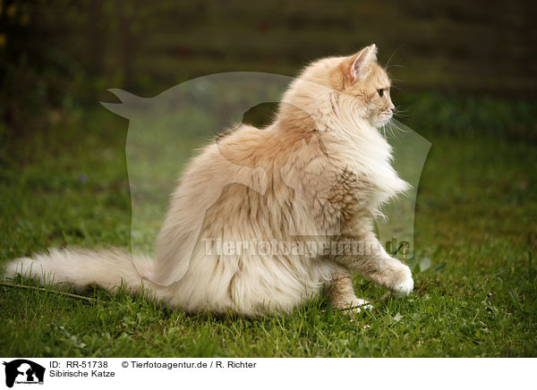 Sibirische Katze / Siberian Forest Cat / RR-51738