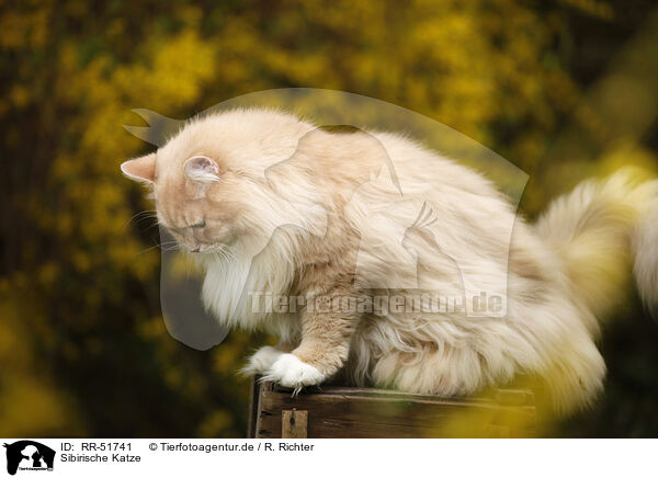 Sibirische Katze / RR-51741