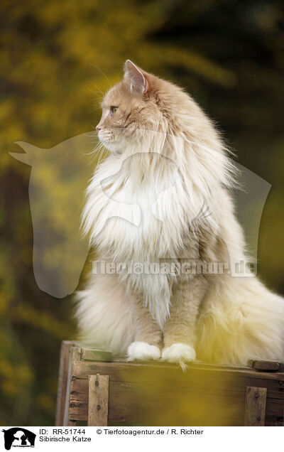 Sibirische Katze / RR-51744