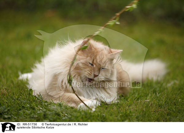 spielende Sibirische Katze / RR-51756