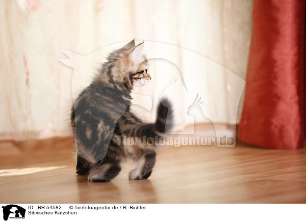 Sibirisches Ktzchen / Siberian Forest Kitten / RR-54582