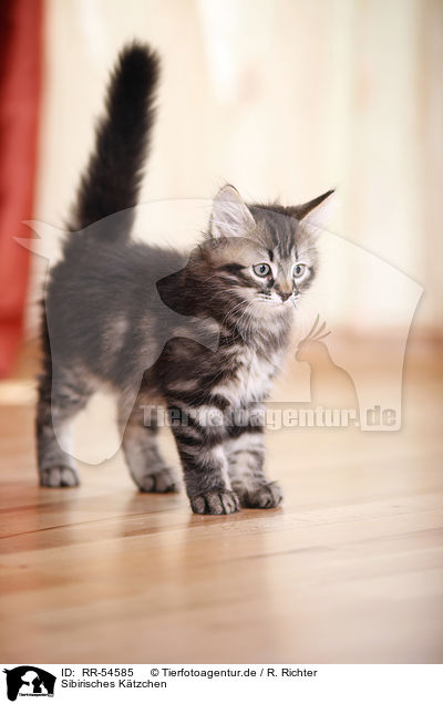 Sibirisches K�tzchen / Siberian Forest Kitten / RR-54585