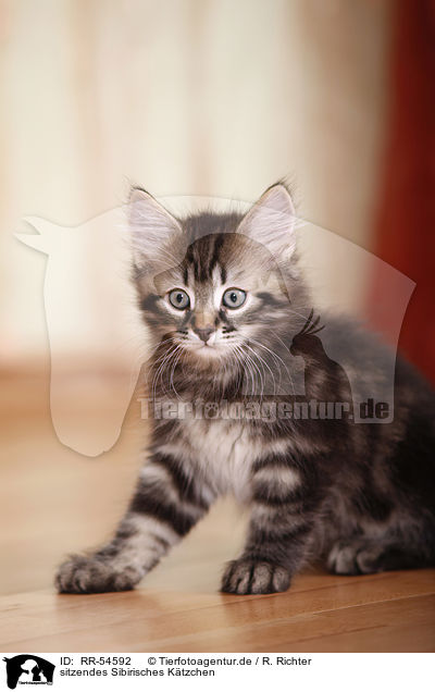 sitzendes Sibirisches Ktzchen / sitting Siberian Forest Kitten / RR-54592