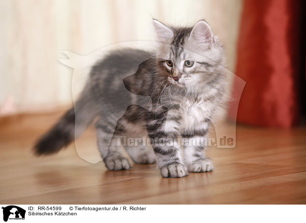 Sibirisches Ktzchen / Siberian Forest Kitten / RR-54599