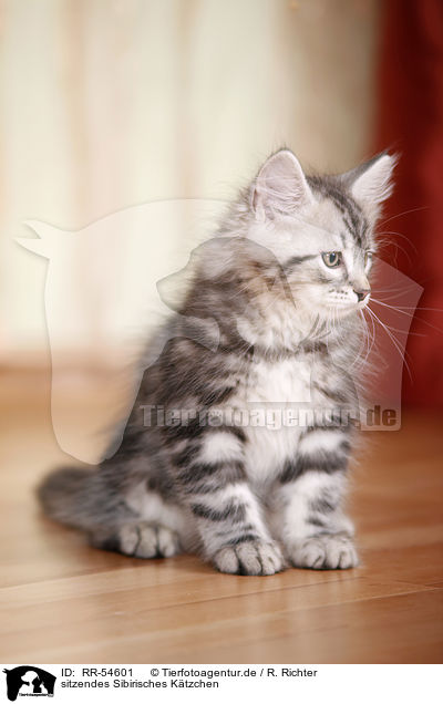 sitzendes Sibirisches Ktzchen / sitting Siberian Forest Kitten / RR-54601