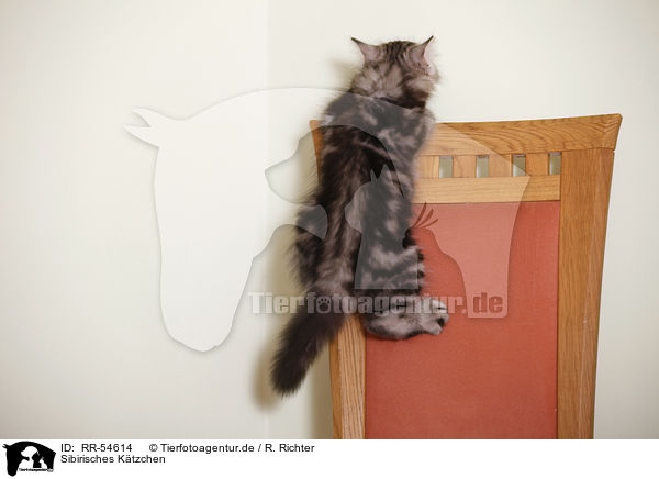 Sibirisches Ktzchen / Siberian Forest Kitten / RR-54614