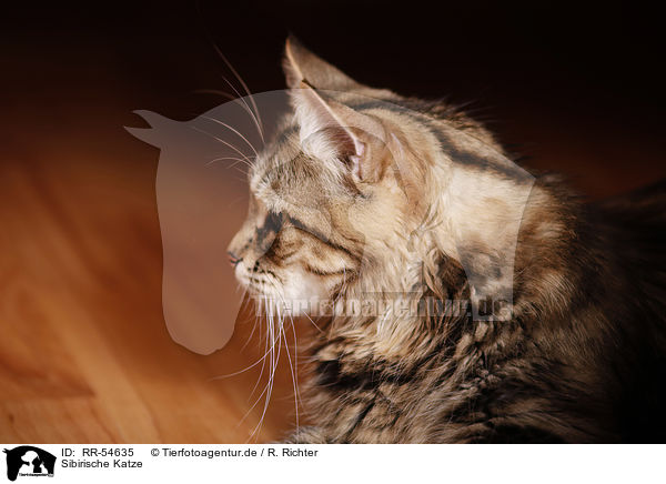 Sibirische Katze / RR-54635