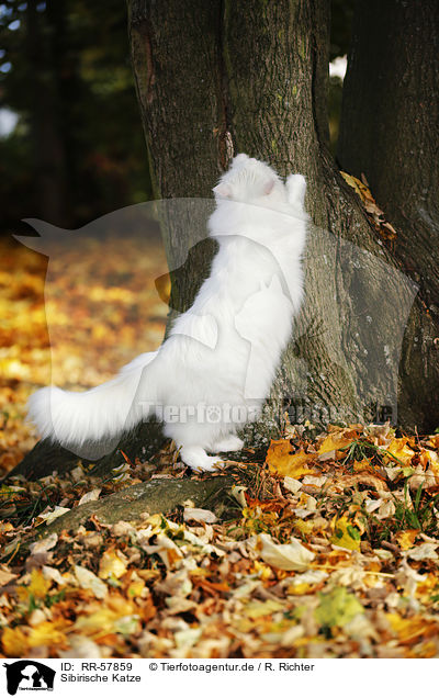 Sibirische Katze / RR-57859
