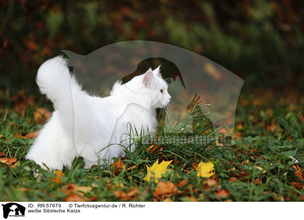 weie Sibirische Katze / white Siberian Cat / RR-57879