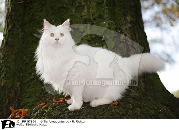weie Sibirische Katze / RR-57894