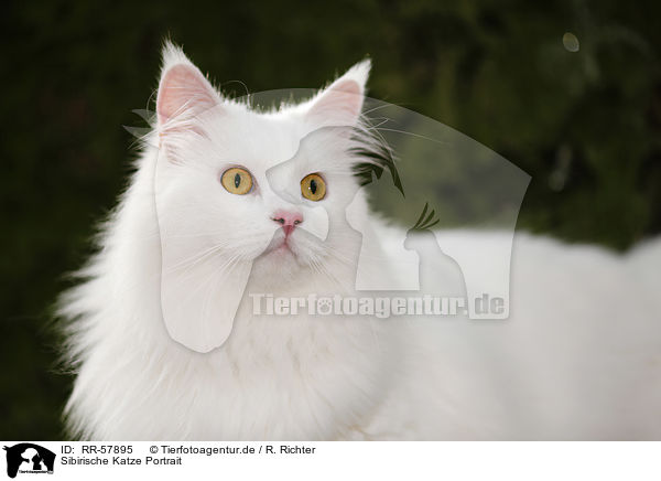 Sibirische Katze Portrait / RR-57895