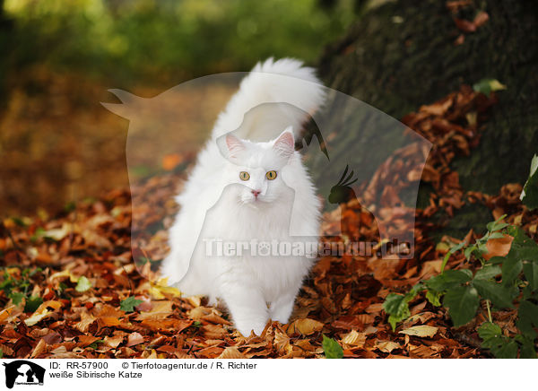 weie Sibirische Katze / RR-57900