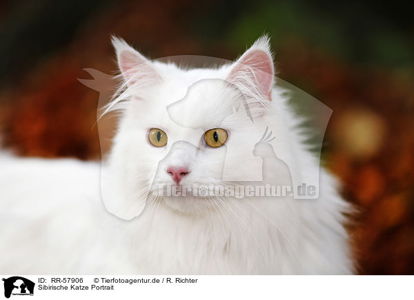 Sibirische Katze Portrait / RR-57906