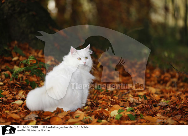weie Sibirische Katze / RR-57909