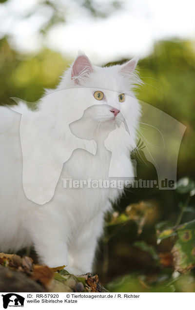 weie Sibirische Katze / RR-57920
