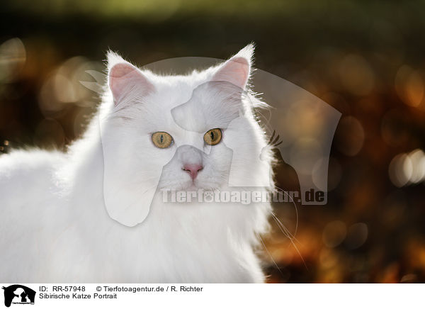 Sibirische Katze Portrait / RR-57948