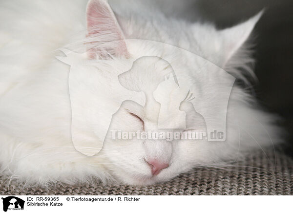 Sibirische Katze / RR-59365