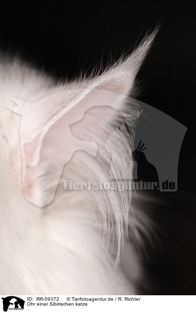 Ohr einer Sibirischen katze / ear of siberian cat / RR-59372