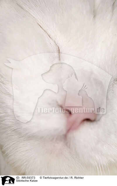 Sibirische Katze / Siberian Cat / RR-59373