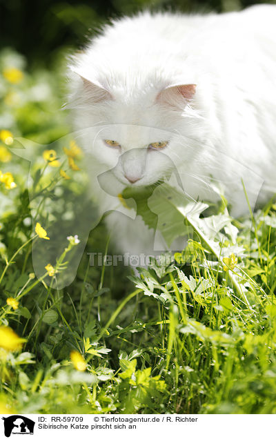 Sibirische Katze pirscht sich an / RR-59709