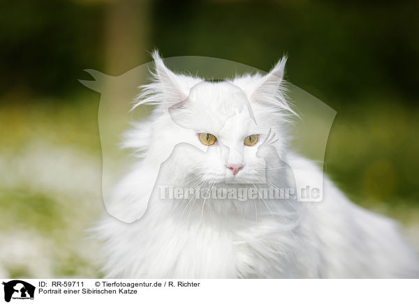 Portrait einer Sibirischen Katze / RR-59711