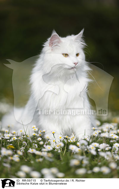 Sibirische Katze sitzt in Blumenwiese / RR-59715