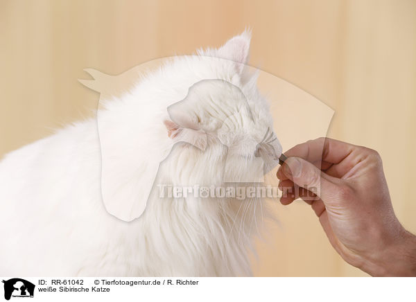 weie Sibirische Katze / white Siberian Cat / RR-61042