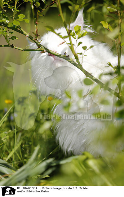 weie Sibirische Katze / white Siberian Cat / RR-61334