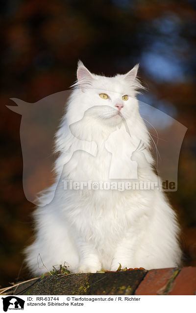 sitzende Sibirische Katze / RR-63744