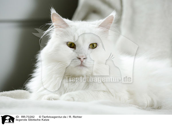 liegende Sibirische Katze / RR-70282