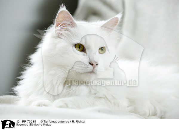liegende Sibirische Katze / RR-70285