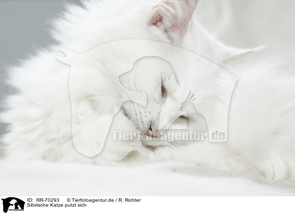 Sibirische Katze putzt sich / RR-70293