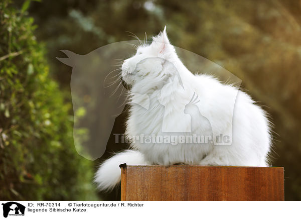liegende Sibirische Katze / RR-70314