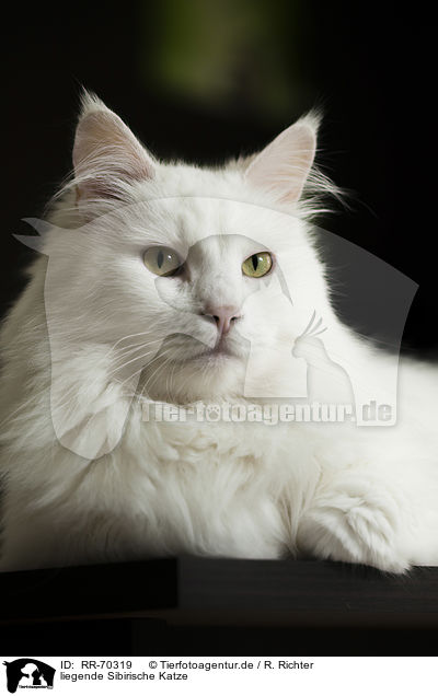 liegende Sibirische Katze / RR-70319