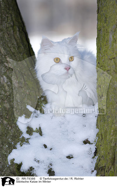 Sibirische Katze im Winter / RR-79386