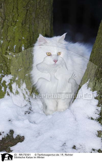 Sibirische Katze im Winter / RR-79391