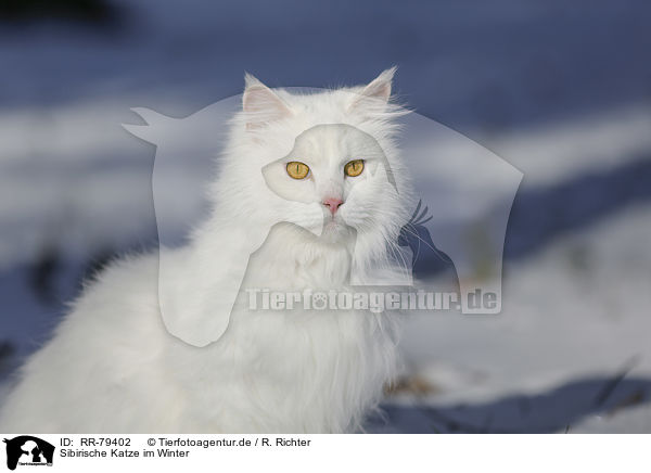Sibirische Katze im Winter / RR-79402