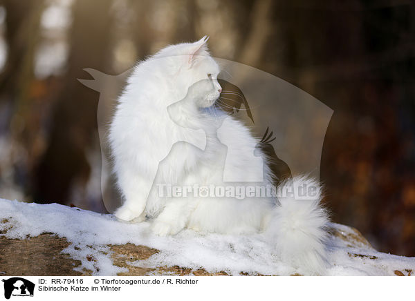 Sibirische Katze im Winter / RR-79416