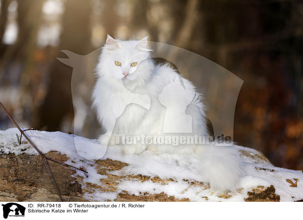 Sibirische Katze im Winter / RR-79418
