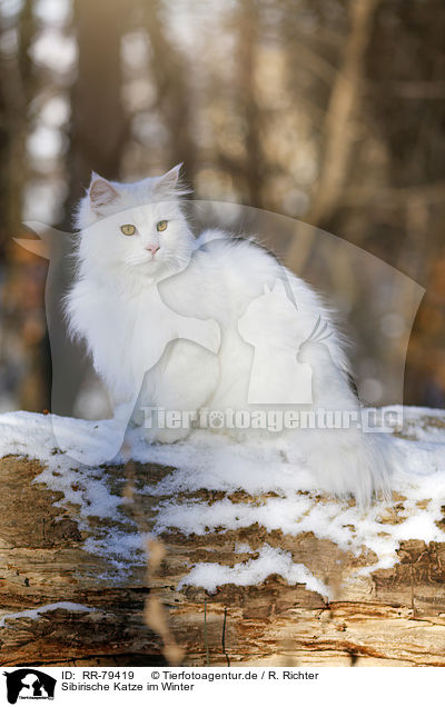 Sibirische Katze im Winter / RR-79419