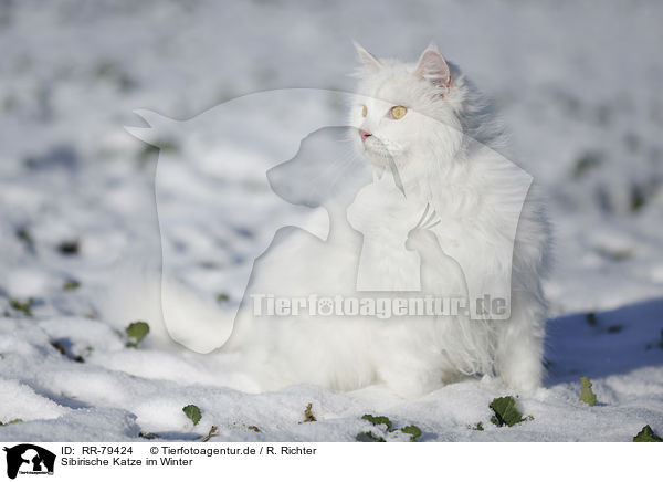 Sibirische Katze im Winter / RR-79424